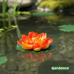 Лотос декоративный для пруда, d=16 см, в асс-те