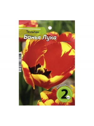 Тюльпан Банья Лука (2 шт/упак)